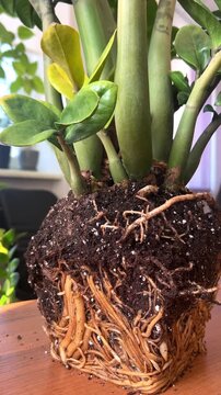 root system of zamioculcas plant showing healthy underground roots and tubers concept of indoor gardening plant care botany propagation and horticulture