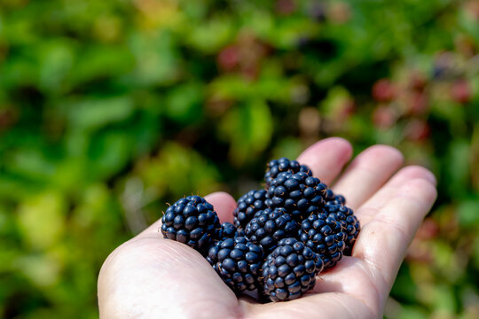 Self picking the wild blackberry in the forest, A man holding ripe blackberries in hand, Health benefits of berries, Rubus is a large and diverse genus of flowering plants in the rose family Rosaceae.