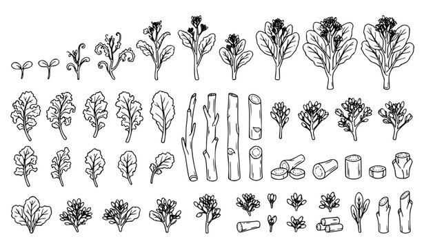 Hand drawn illustration set of broccoli rabe showing growth stages leaves stems and florets in black and white
