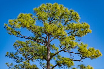 Slash pine tree in forest. Needle coniferous tree. Pine needle slash tree in nature. Green fir slash pine. Pine with needle © be free
