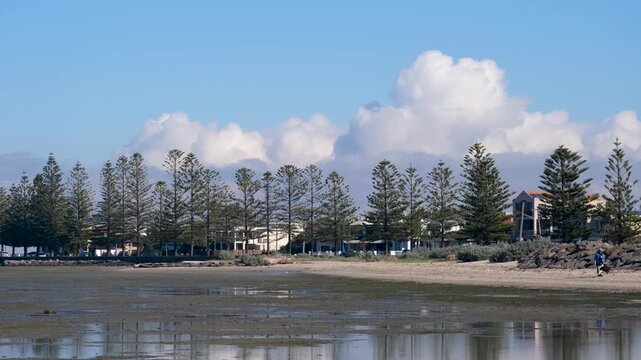 Low tide mudflats along the foreshore in Seaholme, Melbourne, Australia. Tall Norfolk Island pine trees lined along the seaside promenade frame suburban houses