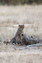 Cheetah cubs looking like a honey badger © Jurgens