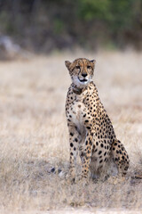 a cheetah on high alert © Jurgens