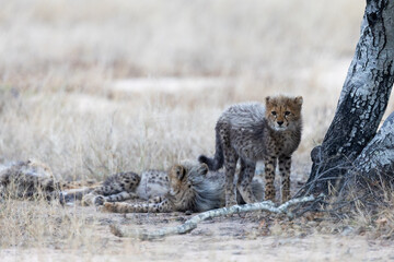 Cheetah cubs looking like a honey badger © Jurgens