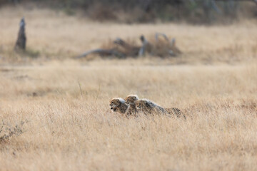 a cheetah family hiding in the grass © Jurgens