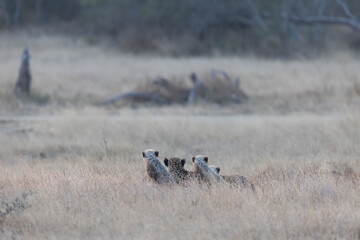 a cheetah family hiding in the grass © Jurgens