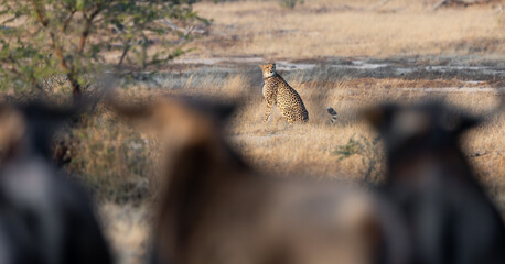 blue wildebeest watching a cheetah © Jurgens