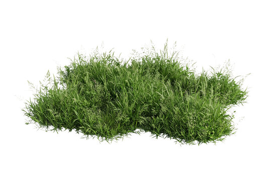 Dense patch of vibrant green wild grass clump featuring realistic lawn turf, botanical weeds, and natural field flora, perfect for landscape architecture cutout designs and nature rendering assets.
