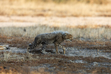 a cheetah cub in stalking mode © Jurgens