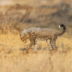 a cheetah cub playing with a dung ball © Jurgens