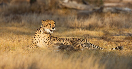 a female cheetah warming up in the golden sun rays © Jurgens