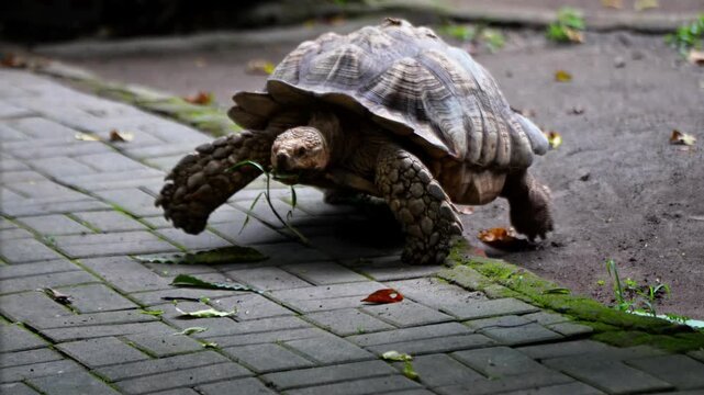 The Aldabra giant tortoise is a species of tortoise in the family Testudinidae and the genus Aldabrachelys.
