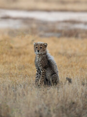 A cheetah cub looking like a honey badger © Jurgens