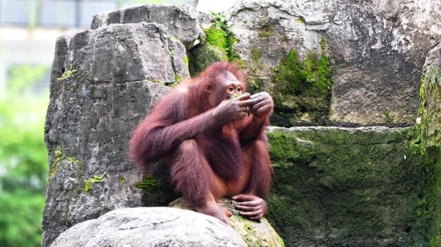 Orangutan playing in the zoo enclosure