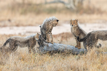Cheetah cubs posing on a fallen dead tree © Jurgens