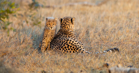 A cheetah mother and her cub in golden light © Jurgens