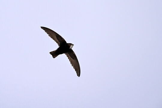 Haussegler // Little swift (Apus affinis) - Chipiona, Provinz C&aacute;diz, Spanien