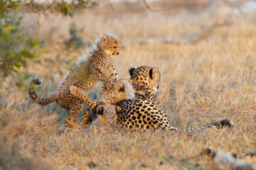 A female cheetah playing with her cub in golden light © Jurgens