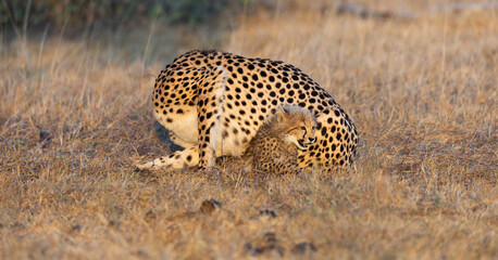 A female cheetah playing with her cub in golden light © Jurgens