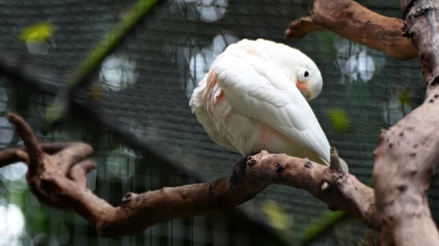 The Tanimbar Corella, also known as Goffin's cockatoo and Tanimbar cockatoo, is a species of cockatoo endemic to Tanimbar in Indonesia. Cleaning feathers that have settled on a tree branch.