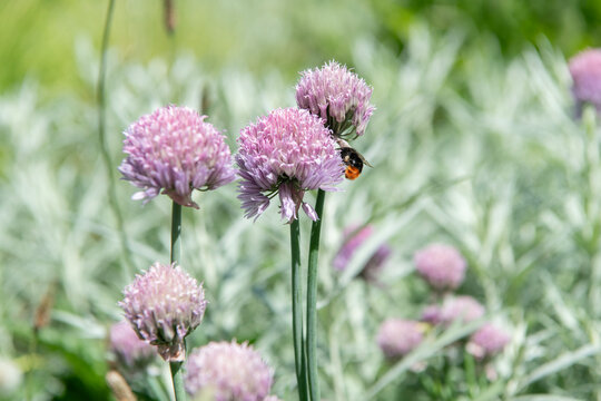 Natural flower plant. Flora nature. Bright blooming flower in nature. Chives flower. Flowering nature closeup. Macro of flowering chives plant. Purple exotic chives flower. Allium schoenoprasum