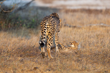 A female cheetah playing with her cub in golden light © Jurgens