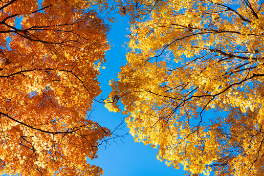 Natural autumn. Autumn beauty of nature. Fall season. Nature in forest. Fall leaves in park. Autumn forest. Nature in fall season. Autumnal season in park. Seasonal leaves and tree. Golden forest