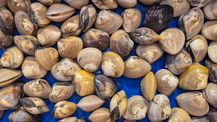 hard-shell clams sold at the market © ELJey