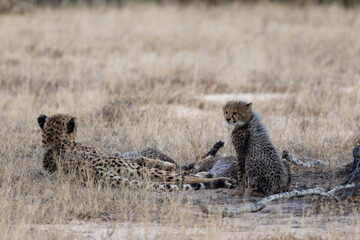 A cheetah mother resting with her small cubs © Jurgens