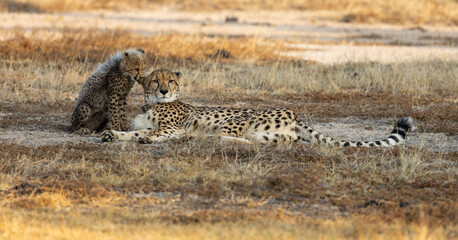 A cheetah mother and her cub in golden light © Jurgens