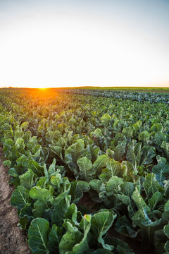 Cabbage crops growing in farm field during golden hour sunset, showing agricultural landscape and fresh organic vegetables