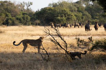 blue wildebeest herd watching the cheetah family © Jurgens