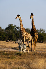 Obraz premium giraffes, zebra and blue wildebeest