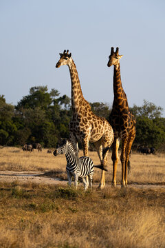giraffes, zebra and blue wildebeest