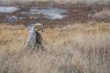 A cheetah cub looking like a honey badger © Jurgens