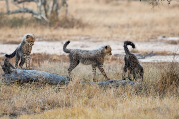 Cheetah cubs posing on a fallen dead tree © Jurgens