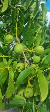 Fresh Walnuts On Branch Green walnuts