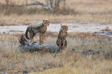 Cheetah cubs posing on a fallen dead tree © Jurgens