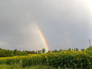 Obraz premium Dramatic Double Rainbow over Agricultural Sunflower Field in Countryside