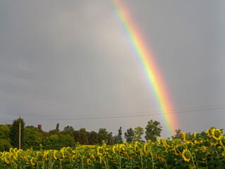 Obraz premium Bright Vivid Rainbow Appearing over Blooming Yellow Sunflower Farm
