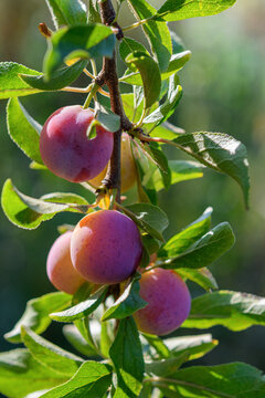 Susine - Prugne