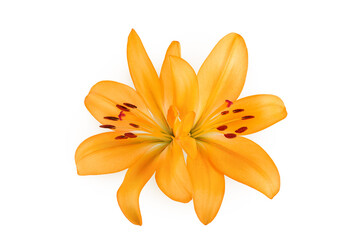Obraz premium orange lily flower isolated on white background. Top view. Flat lay