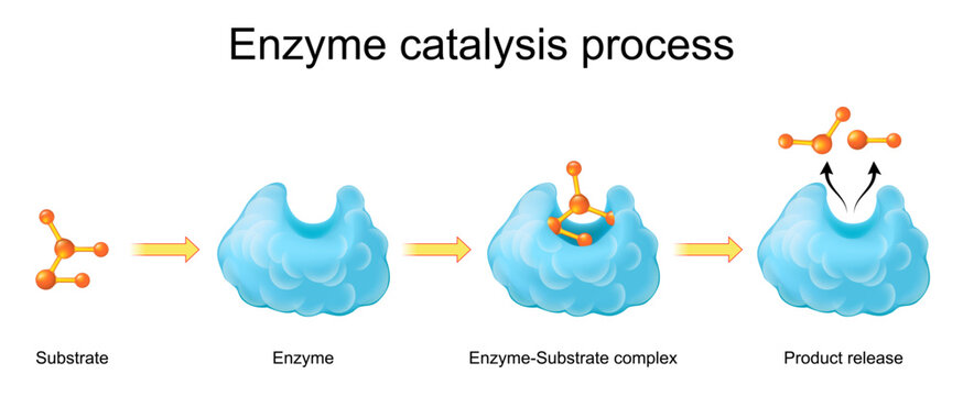How Enzymes Work. Enzyme catalysis process. Lock and key model