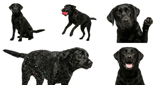 Black Labrador Retriever Dog Character Set in Different Poses Isolated