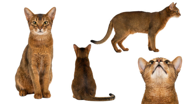 Collection of ruddy pedigree pet angles including profile close up and sitting isolated