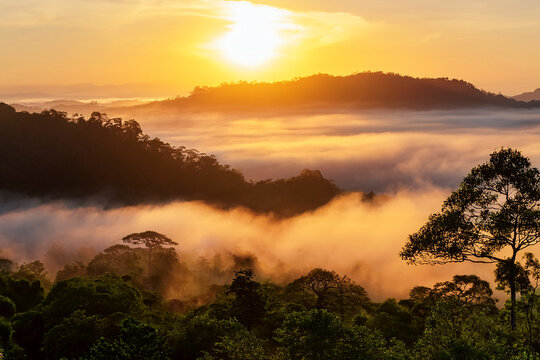sunset over the rain forest in the fog