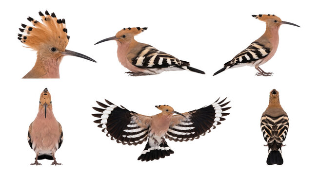 eurasian hoopoe (upupa epops) perched, flying, and close-up views