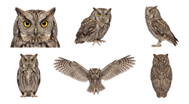 eurasian scops owl (otus scops) shown perched and in flight