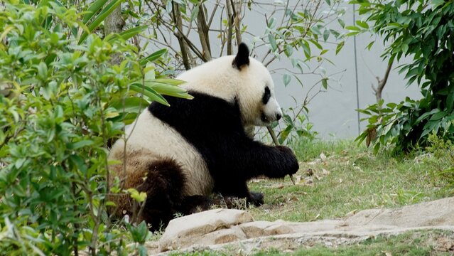 CINA