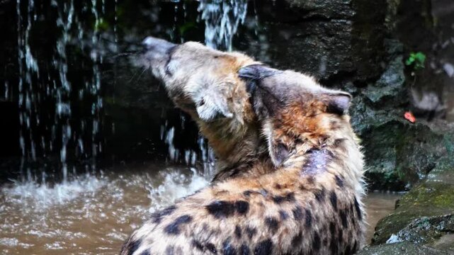 Hyenas fight with their mates by biting each other's backs to compete for a place to bathe in the water pool.